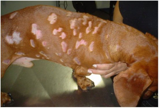 малассезия у собак симптомы и лечение