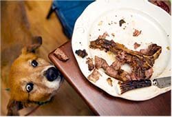 диета при панкреатите у собак