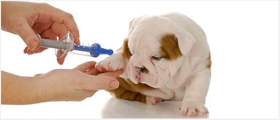 лечение аденовируса у собаки