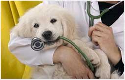 ветеринарная помощь