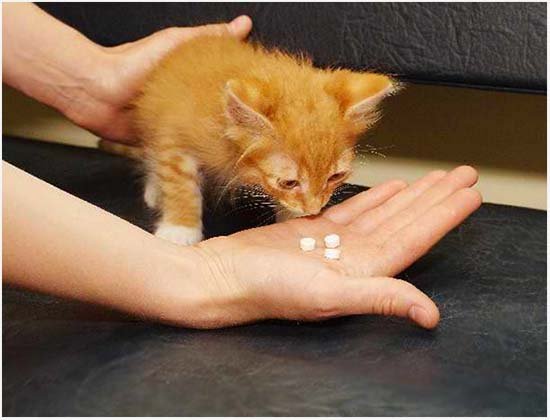 лечение энтерита у кошек