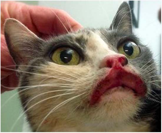 лечение эозинофильной гранулемы у кошек