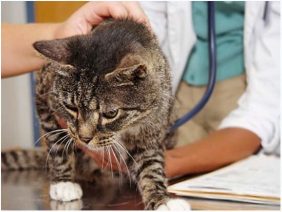 микоплазмоз у кошек симптомы и лечение