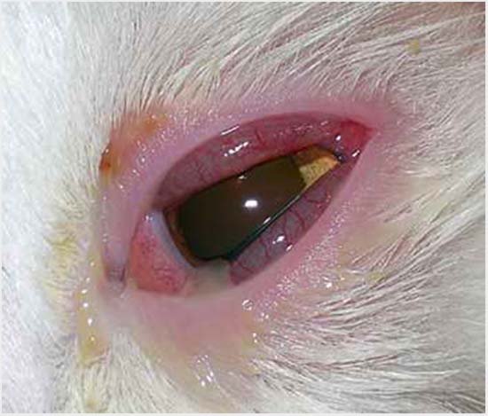 симптомы микоплазмоза у кошек