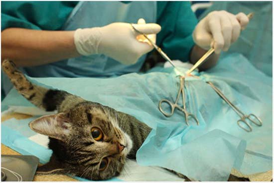 как ухаживать за кошкой после стерилизации