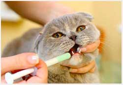 вакцинация перед стерилизацией кошки