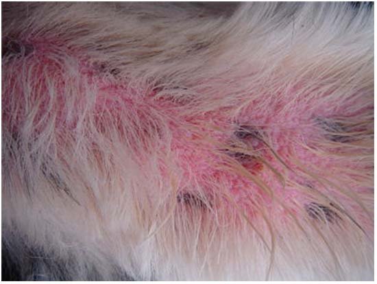лечение атопического дерматита у собак
