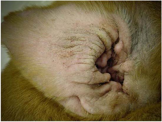 инфекционный дерматит у собаки фото