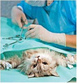 как проходит операция по кастрации кота