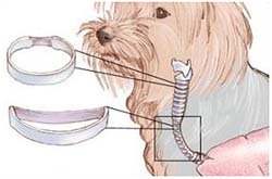 лечение коллапса трахеи у собаки