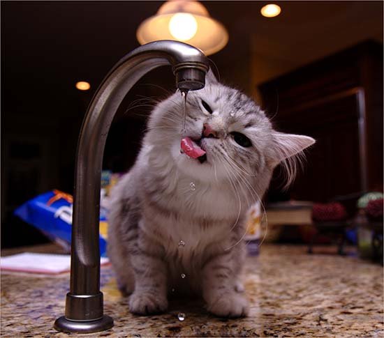 кот пьёт воду из крана