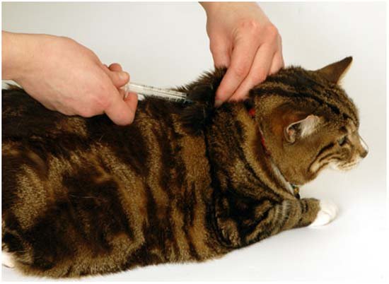 как делать прививку кошке