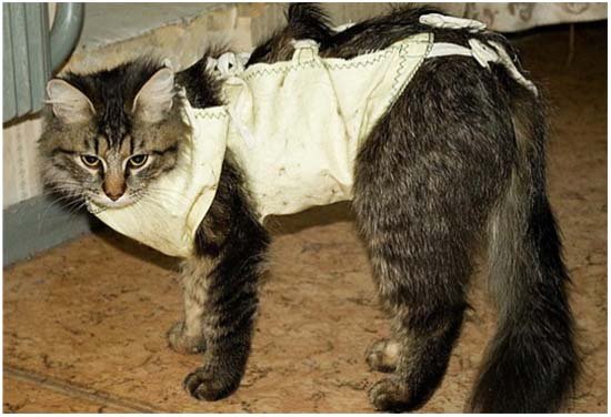 попона после стерилизации кошки