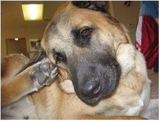 ушной клещ у собак симптомы лечение