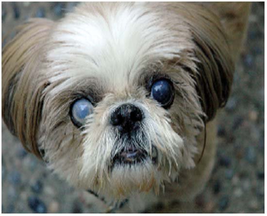 симптомы катаракты у собаки