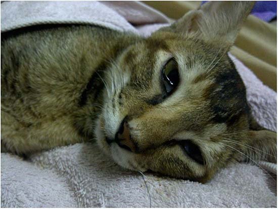 симптомы и лечение чумки у кошки
