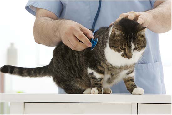 гепатит у кошек симптомы и лечение