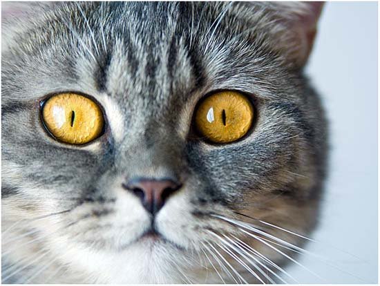 симптомы гепатита у кошек