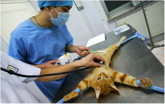как стерилизуют кошек