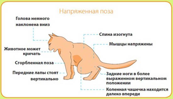 мочекаменная болезнь у кошек симптомы и лечение