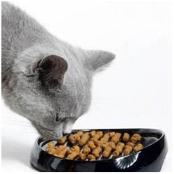 лечение мкб у кошки диета