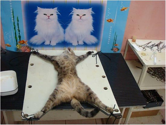 подготовка кошки к стерилизации