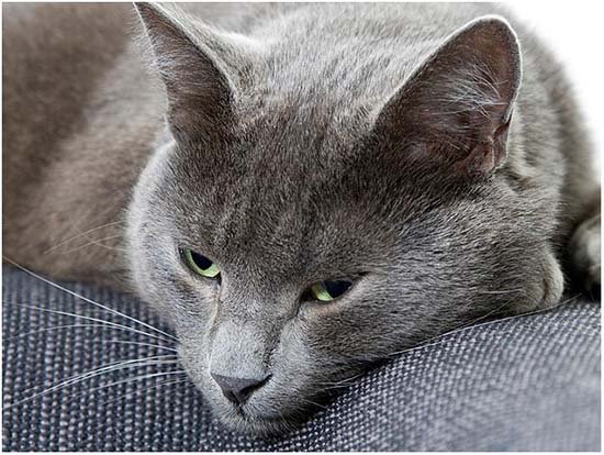 запор у кошки лечение в домашних условиях