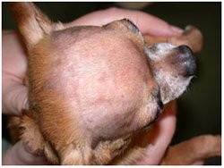симптомы малассезии у собак